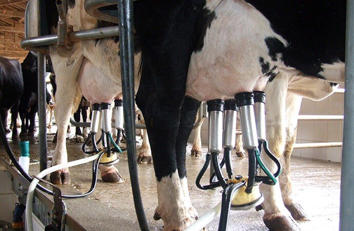 melhores-praticas-na-hora-da-ordenha