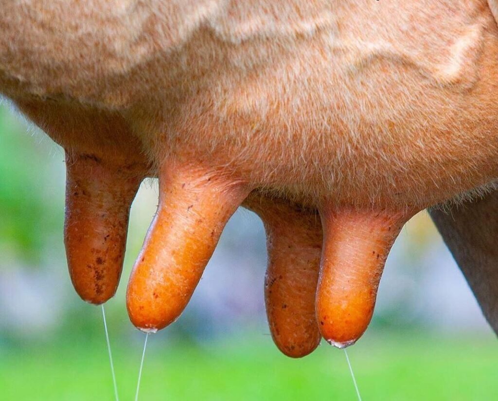 melhores-praticas-na-hora-da-ordenha