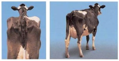 como-avaliar-o-escore-corporal-de-vacas-leiteiras