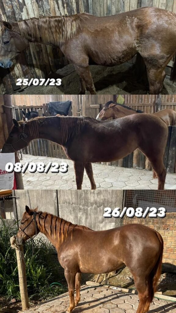 como-a-suplementacao-alimentar-de-cavalos-e-eguas-atletas-pode-elevar-o-desempenho-e-a-saude-destes-equinos