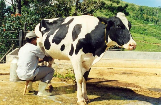 como-a-modernizacao-com-equipamentos-de-ordenhadeira-impacta-a-produtividade-leiteira