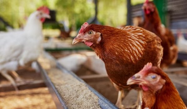 quais-os-tipos-de-alimentos-existentes-para-a-nutricao-de-animais-de-producao