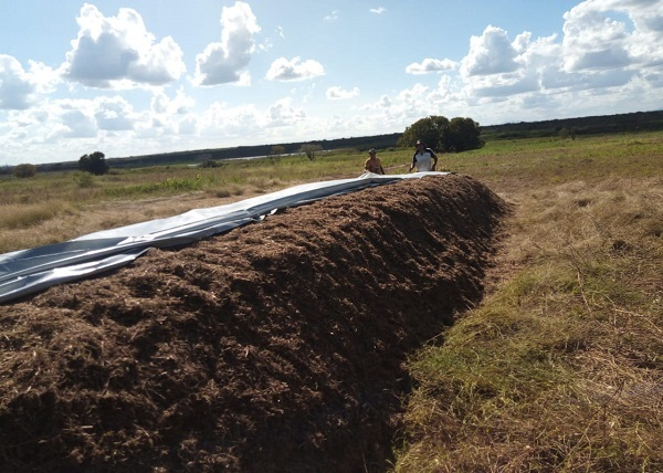 como-potencializar-a-producao-de-silagem-de-capiacu-e-sorgo-para-vacas-leiteiras