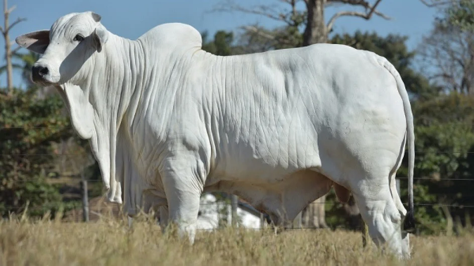 como-utilizar-o-sumario-de-touros-para-melhoramento-genetico-do-seu-rebanho