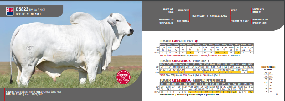 como-utilizar-o-sumario-de-touros-para-melhoramento-genetico-do-seu-rebanho