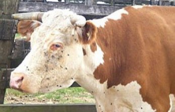 quais-os-desafios-na-prevencao-e-combate-a-parasitas-na-pecuaria