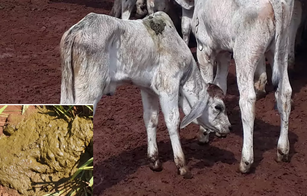 quais-os-desafios-na-prevencao-e-combate-a-parasitas-na-pecuaria