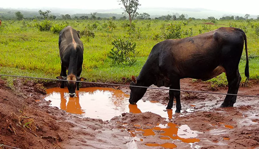 quais-os-desafios-na-prevencao-e-combate-a-parasitas-na-pecuaria