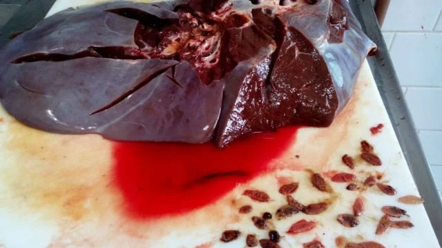 quais-os-desafios-na-prevencao-e-combate-a-parasitas-na-pecuaria