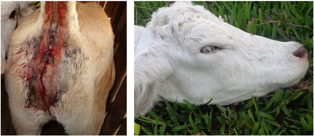 quais-os-desafios-na-prevencao-e-combate-a-parasitas-na-pecuaria