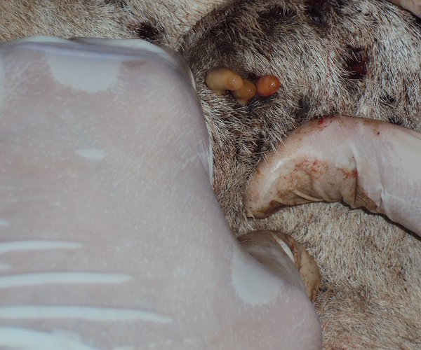 quais-os-desafios-na-prevencao-e-combate-a-parasitas-na-pecuaria