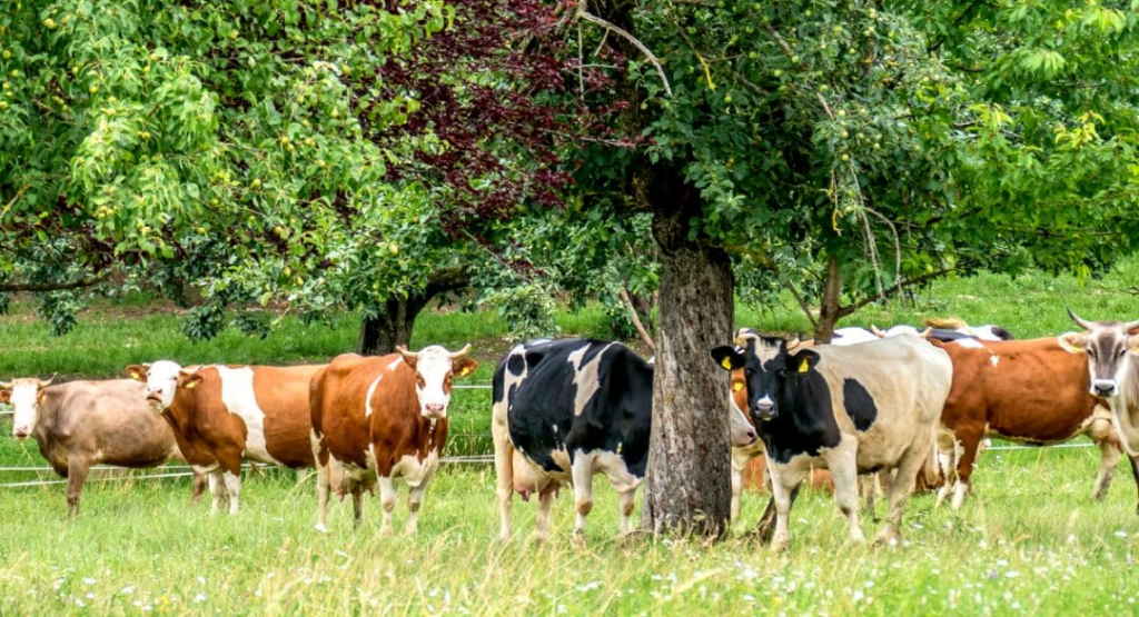 quais-os-desafios-na-prevencao-e-combate-a-parasitas-na-pecuaria